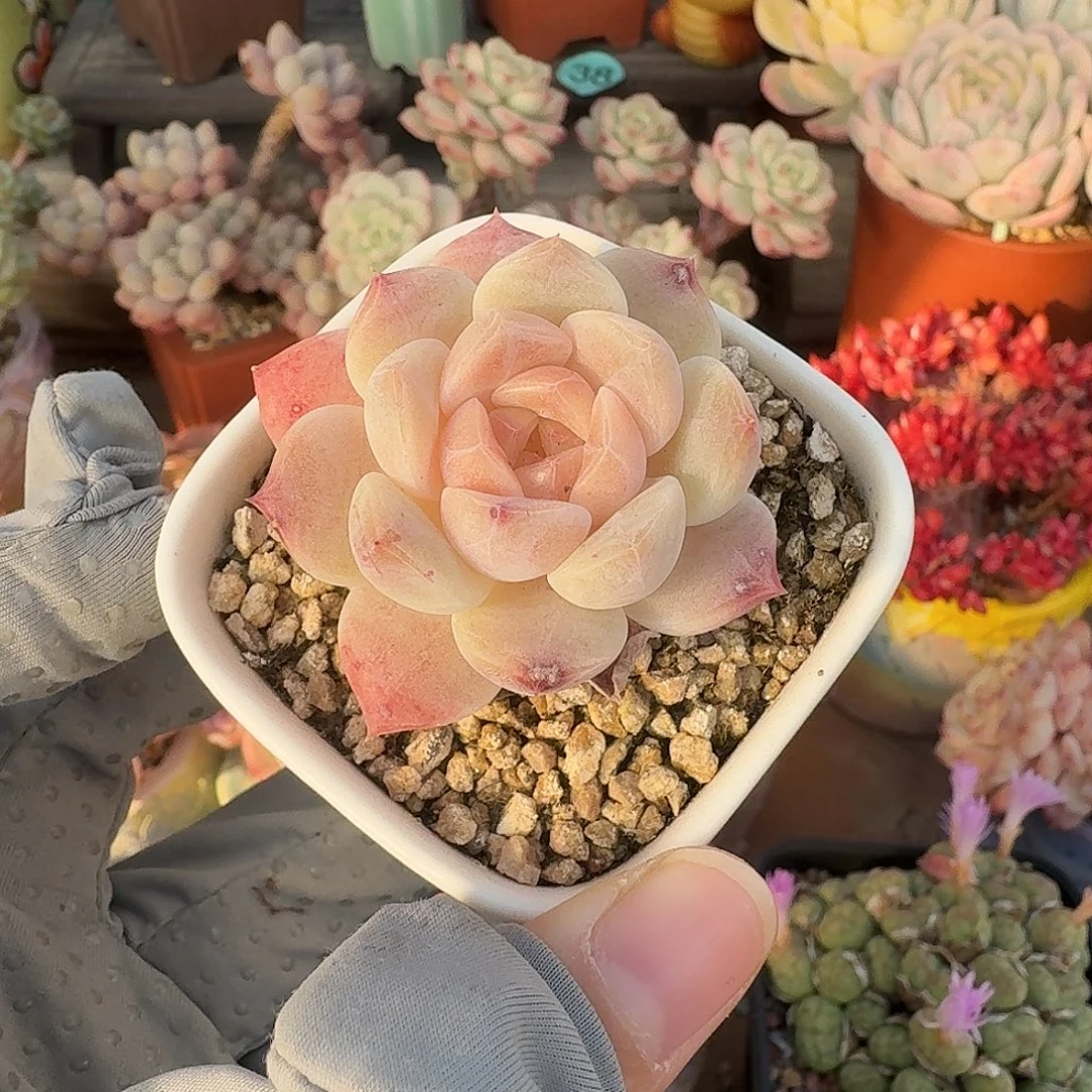 粉冰魄 多肉含盆土 一物一拍