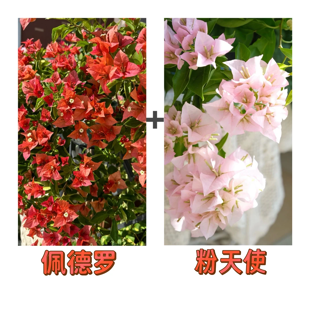 (佩德罗+粉天使)到手2棵 三角梅四季超勤花可飘枝 不带花