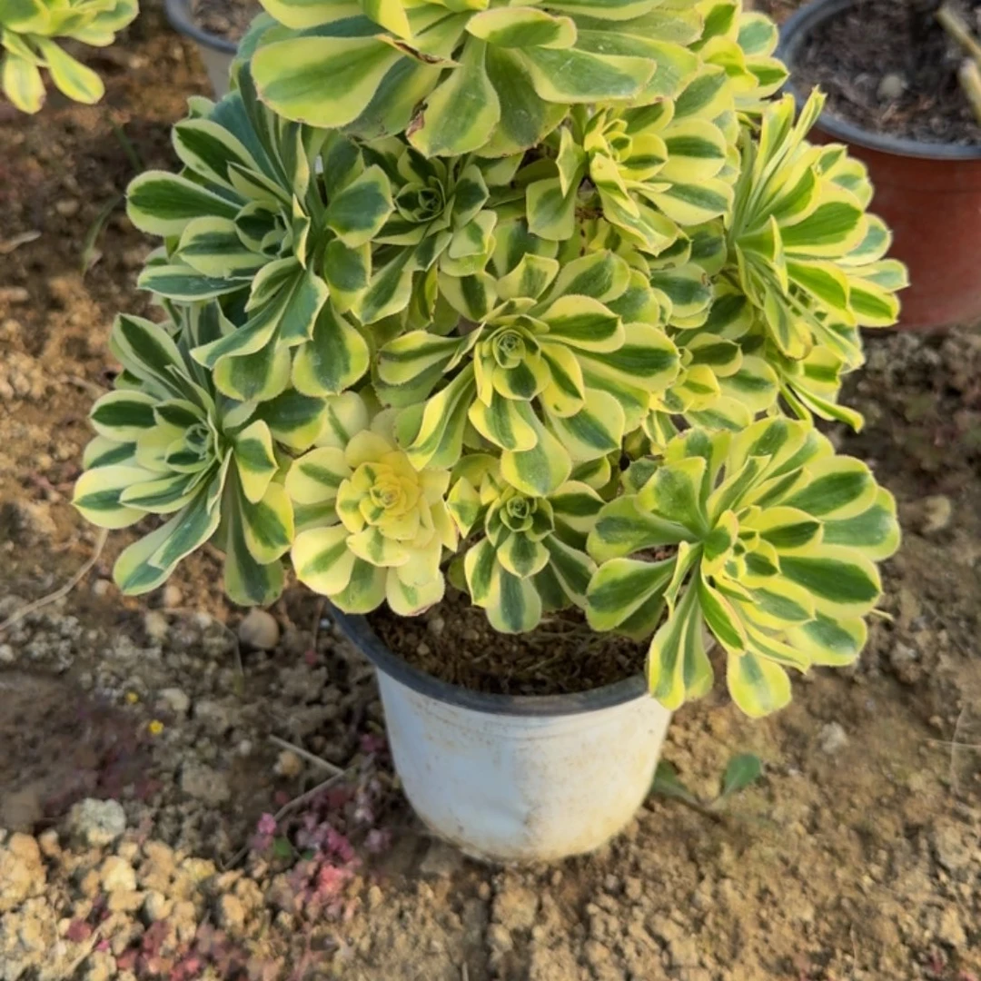 980保时捷 多肉植物