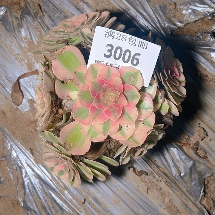 3006倾城多肉植物保护