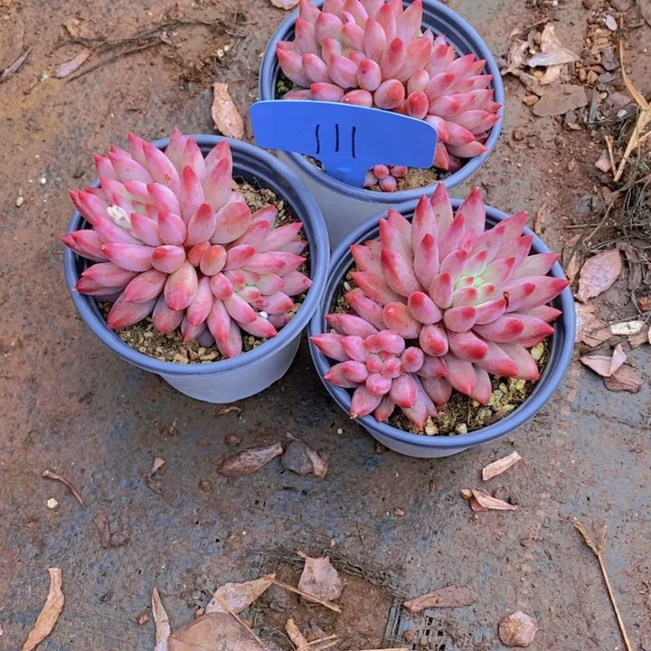 是不是又不在学校