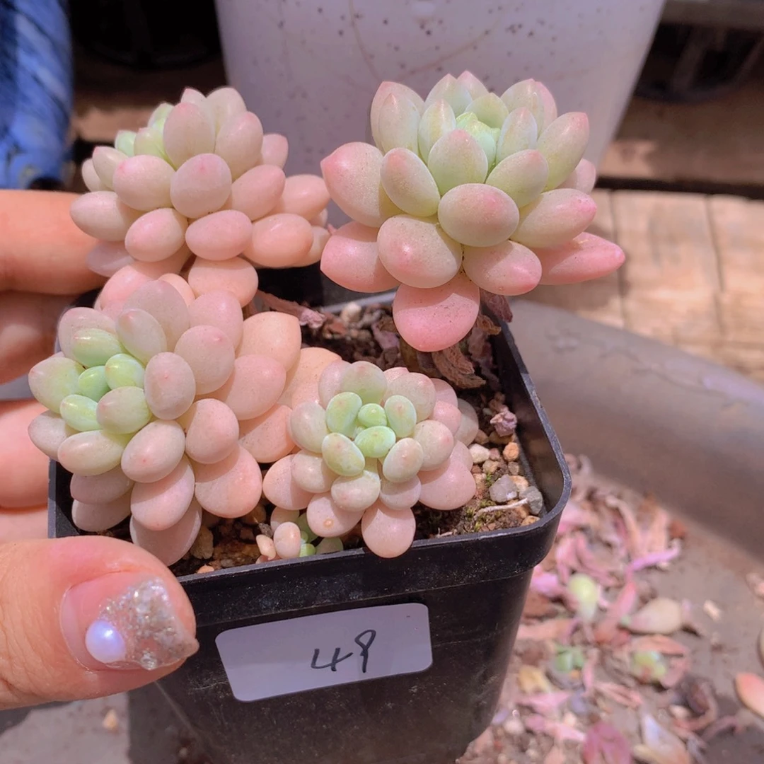 无花朵多肉植物 49