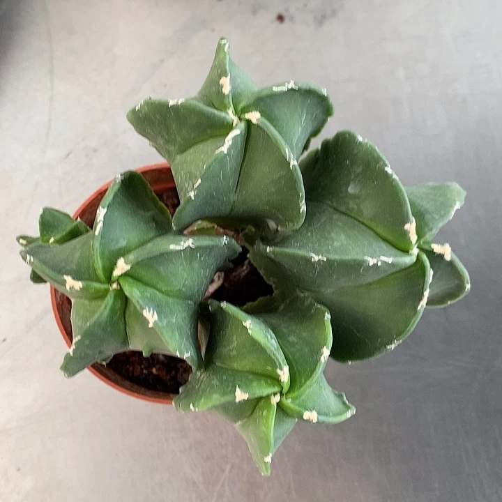 4头鸾等玉裸根发货