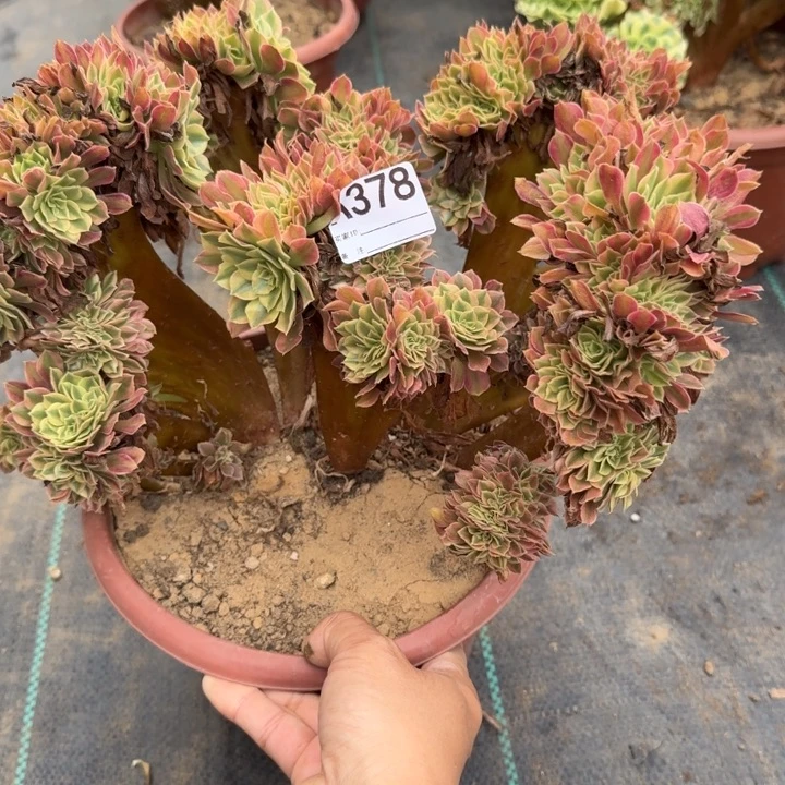 梦幻七彩法师锦缀化不包损378