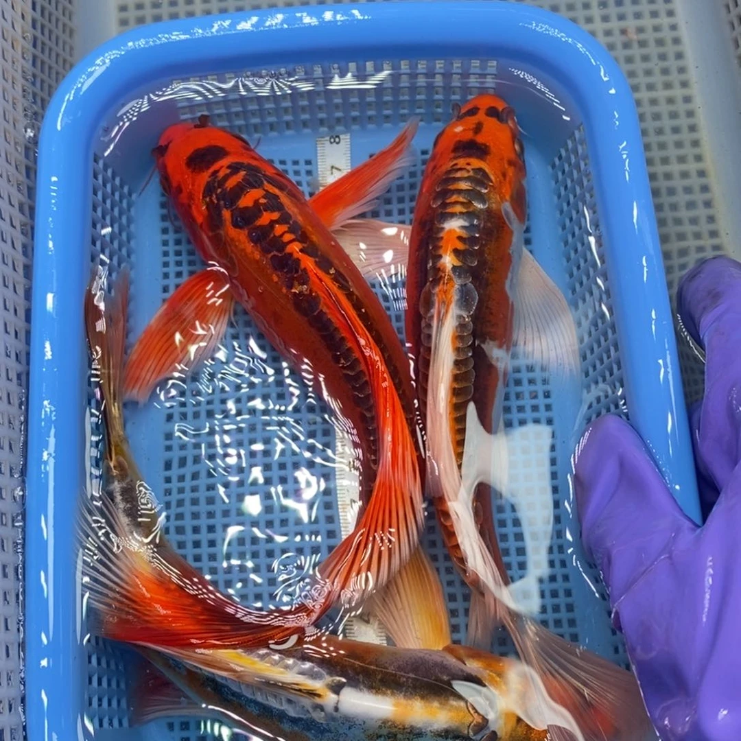 锦鲤冷水锦鲤包邮