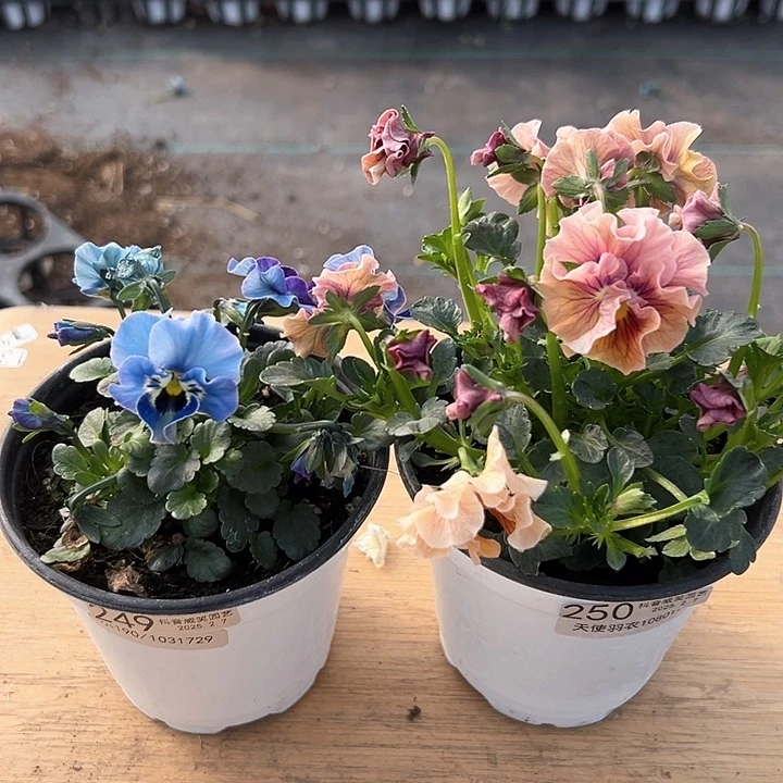 水晶抖音直播闪拍249-250