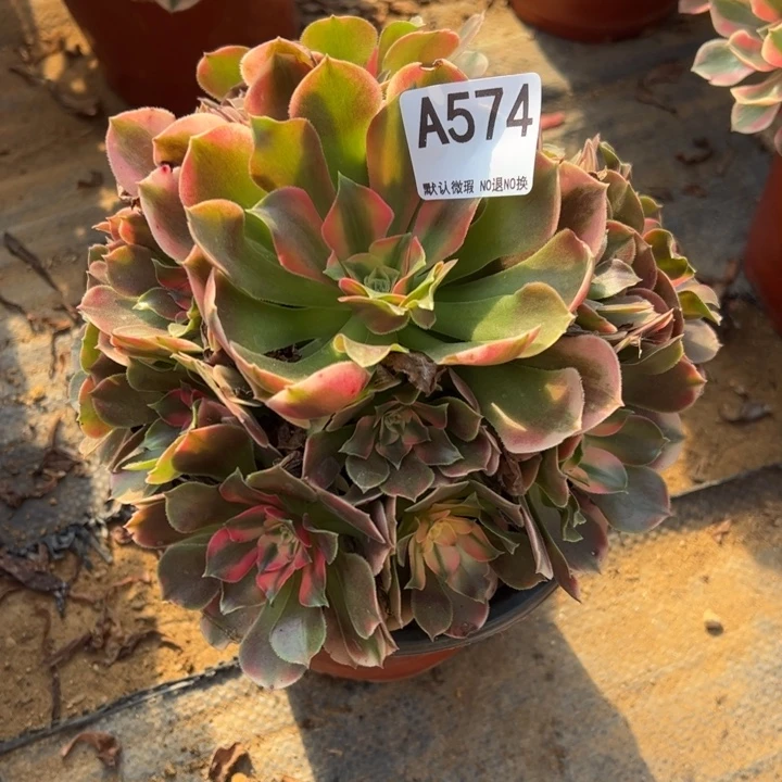 香妃多肉植物574.