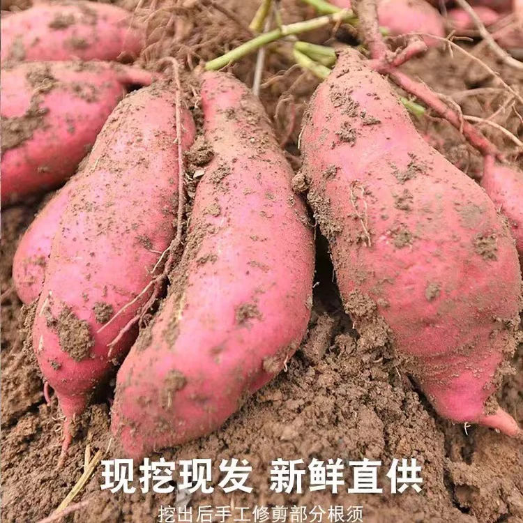 江西鄱阳农家红薯黄心薯红薯粥
