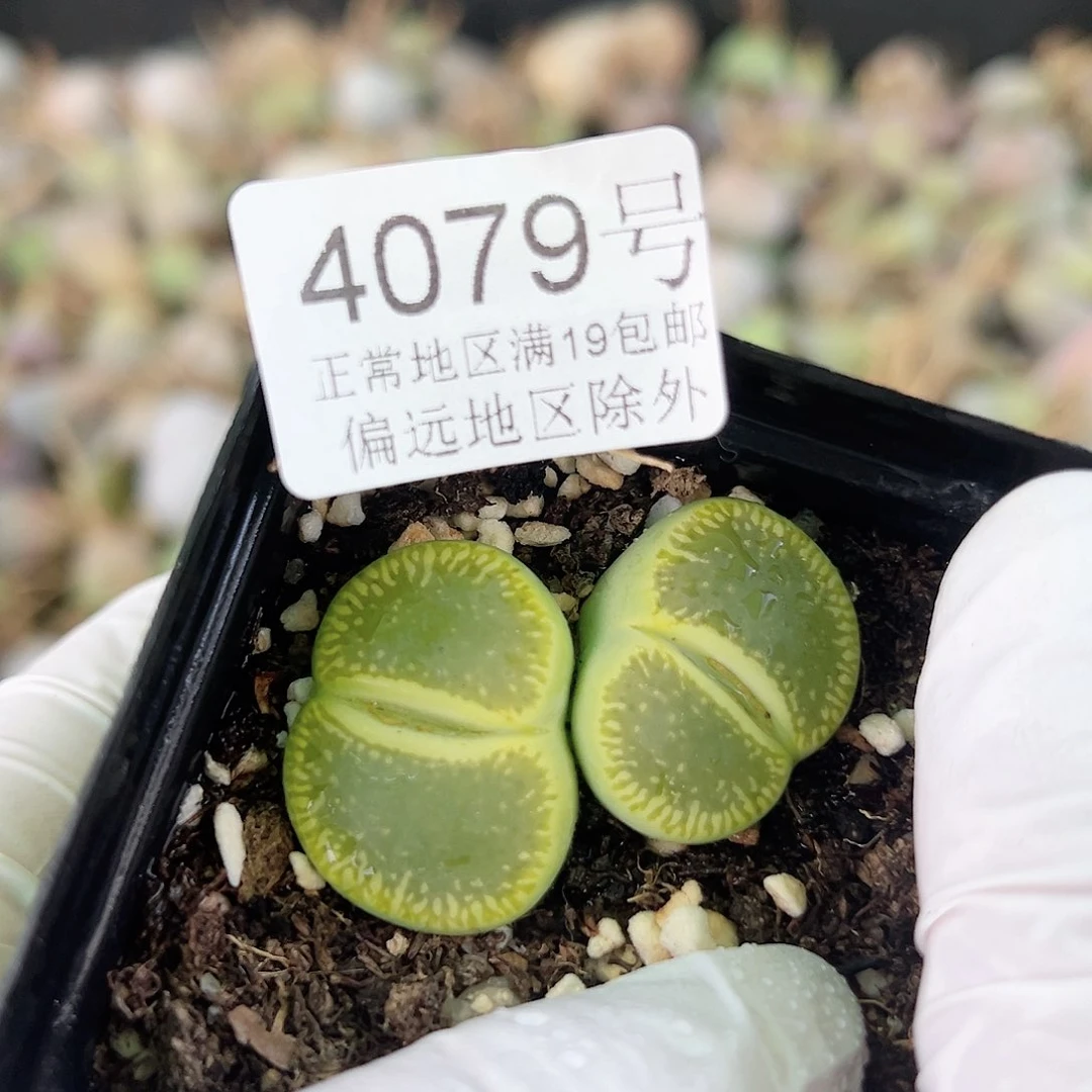 4079六年绿光阳双头哦哦哦