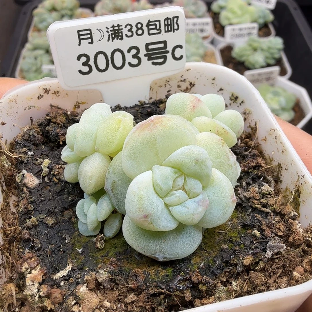 3003号冰玉石化五头群