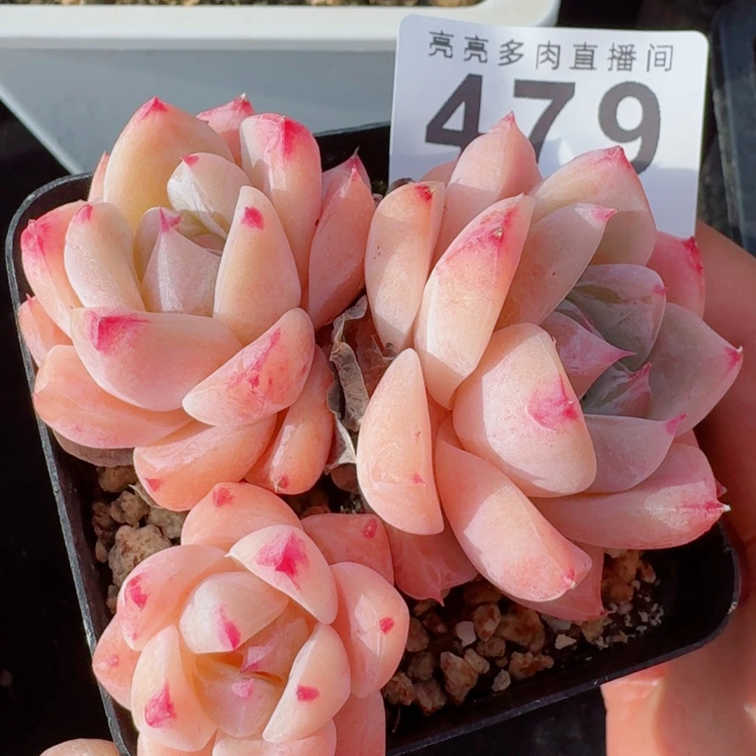 白泽      愿你一路坦途，乘风破浪展宏图