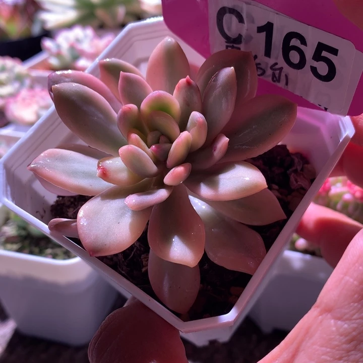 雷吉尔覆轮锦有根