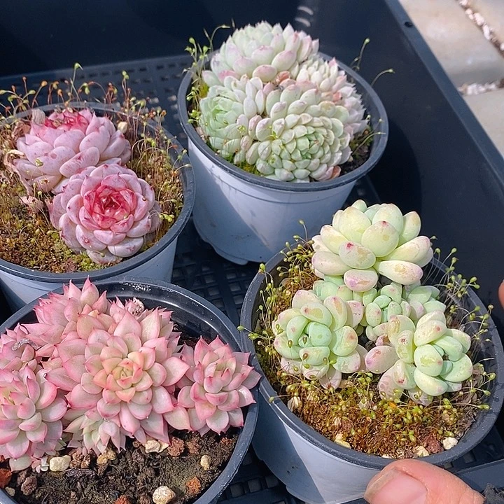 119 多肉植物盆栽花卉植物