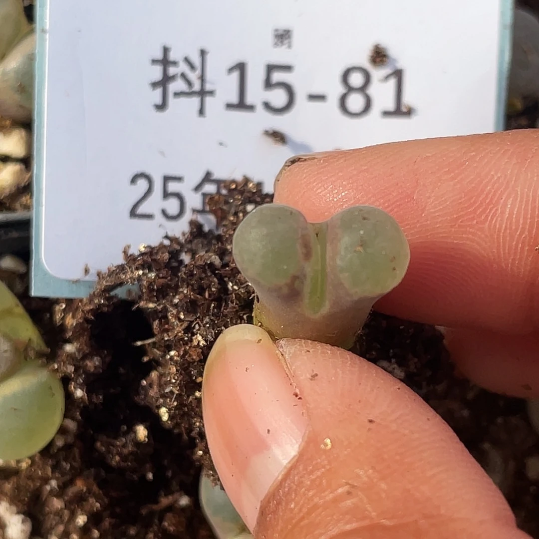 ღ***猫15-81肉锥多肉植物