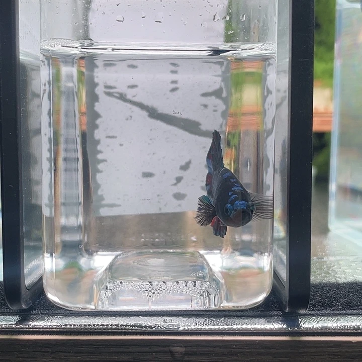 斗鱼活体不退不换谢谢