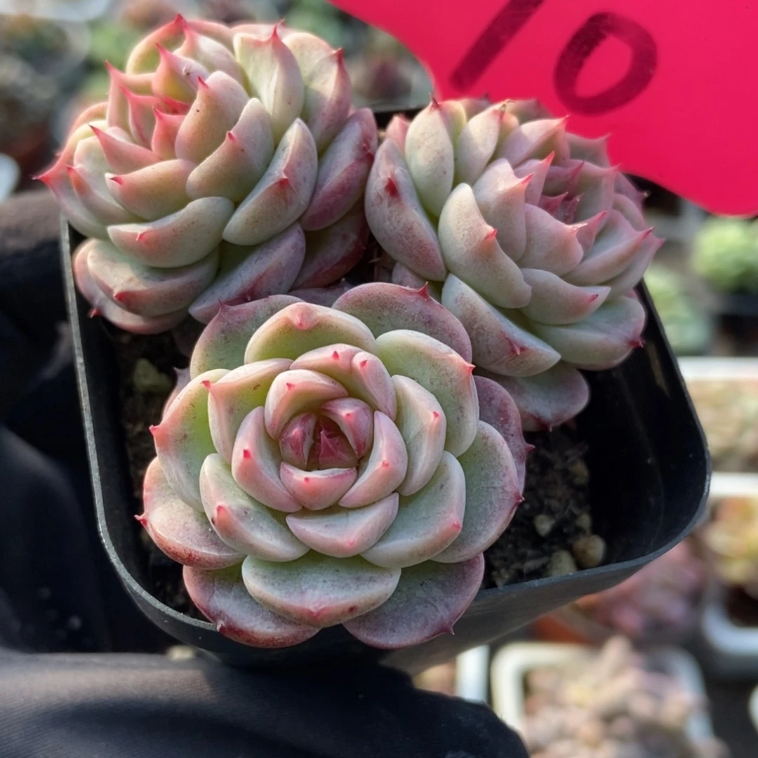 70天鹅绒多肉植物多肉