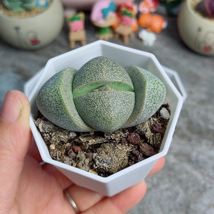 大元宝带花苞八角盆带盆栽好一个