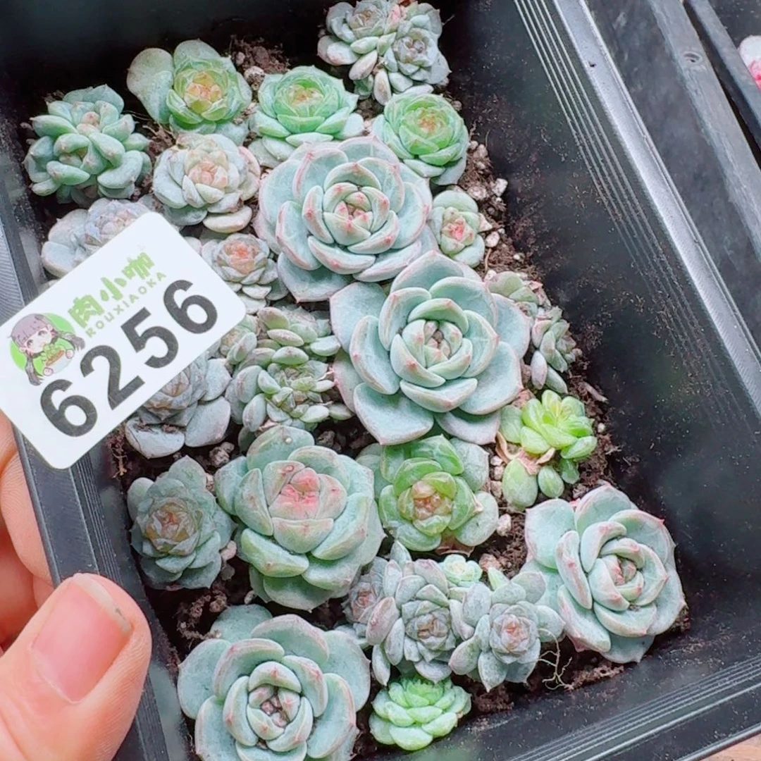 泡***x多肉植物多肉植物