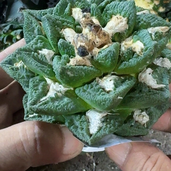 无花朵B*N福利自根勃氏新顿926