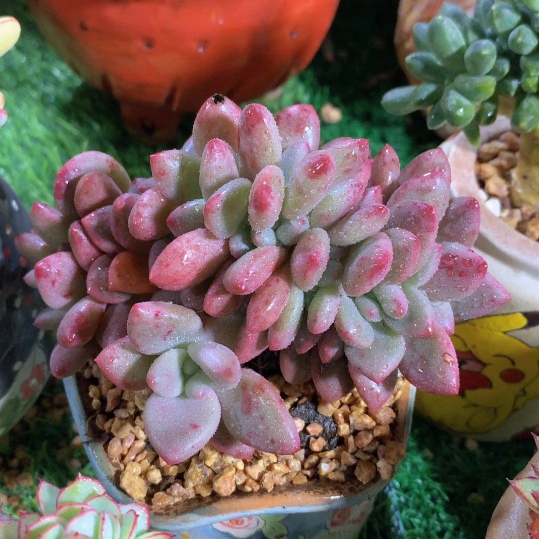 桃花源11 公分一物一拍