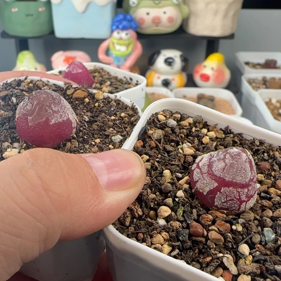 0540/灯泡/尺寸1.5左右