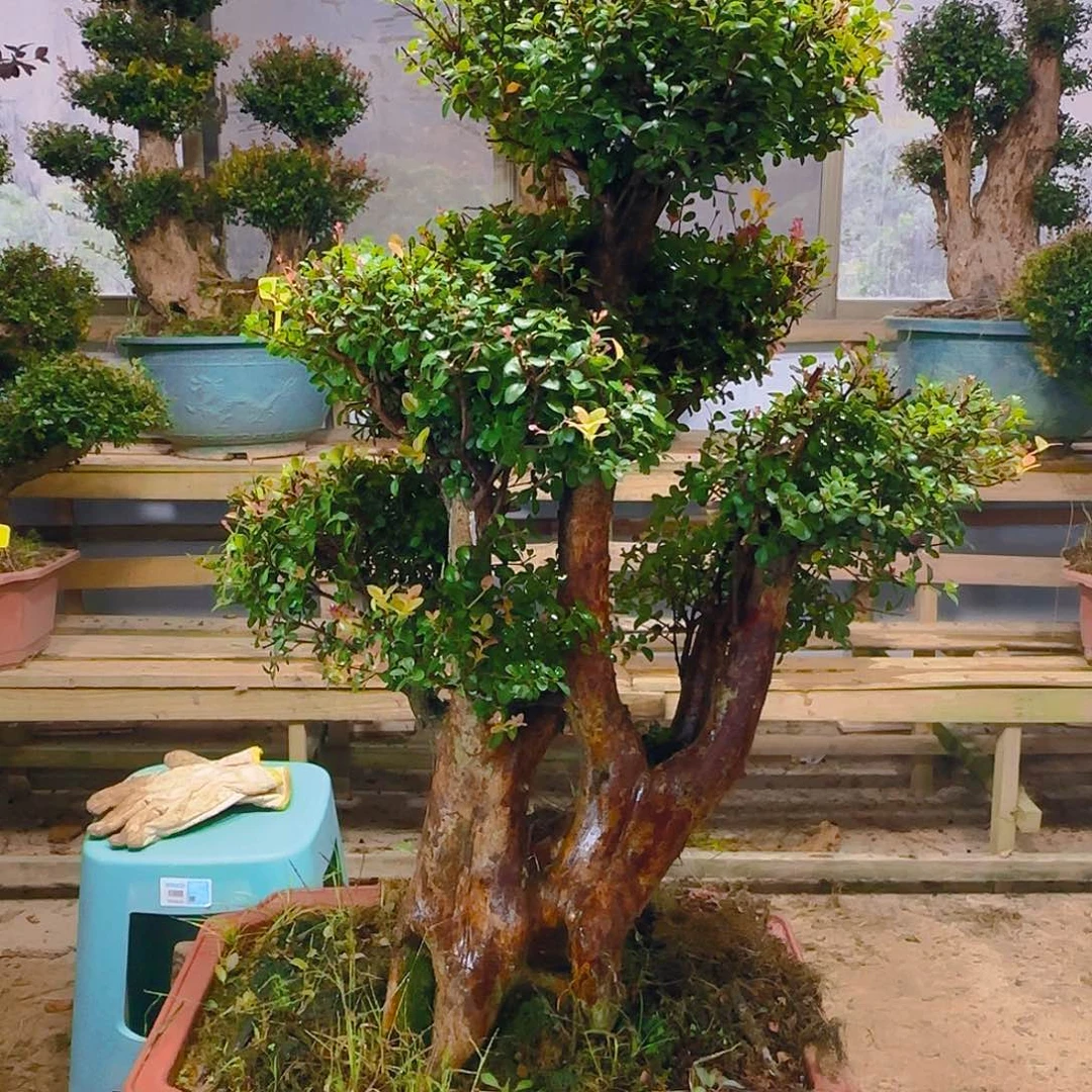 无花朵赤楠老桩原生三叶