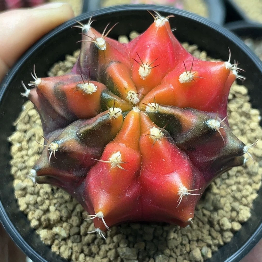 泰系实生根，乌贼B