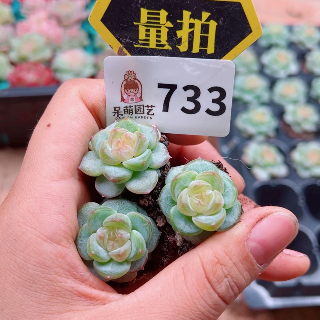 多肉植物多肉植物