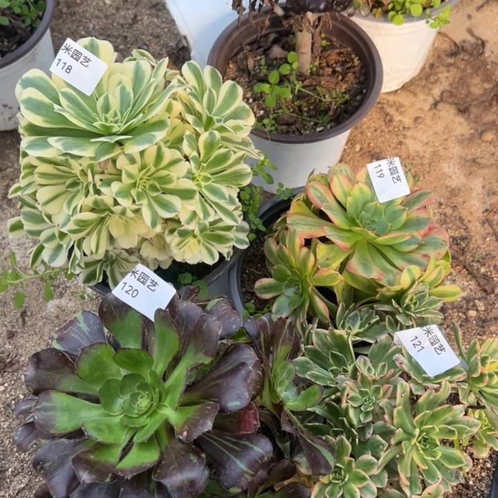 迈巴赫雨荷甜茶黑钻四颗组118_121