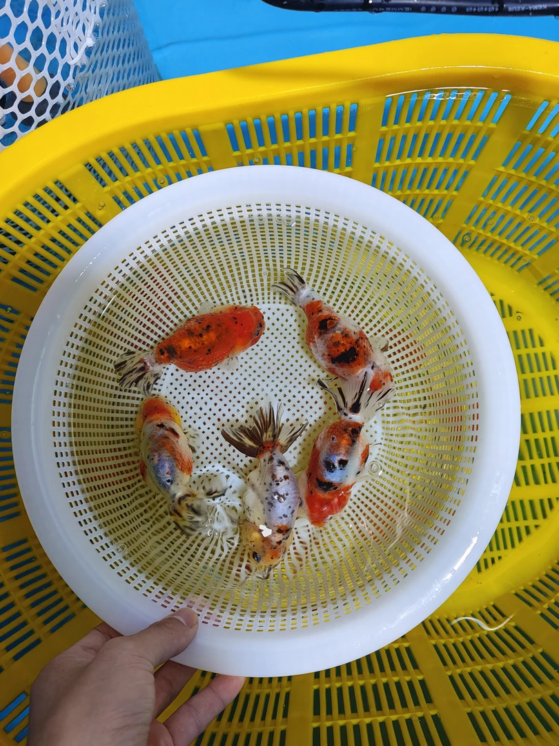 兰寿金鱼（直播链接）