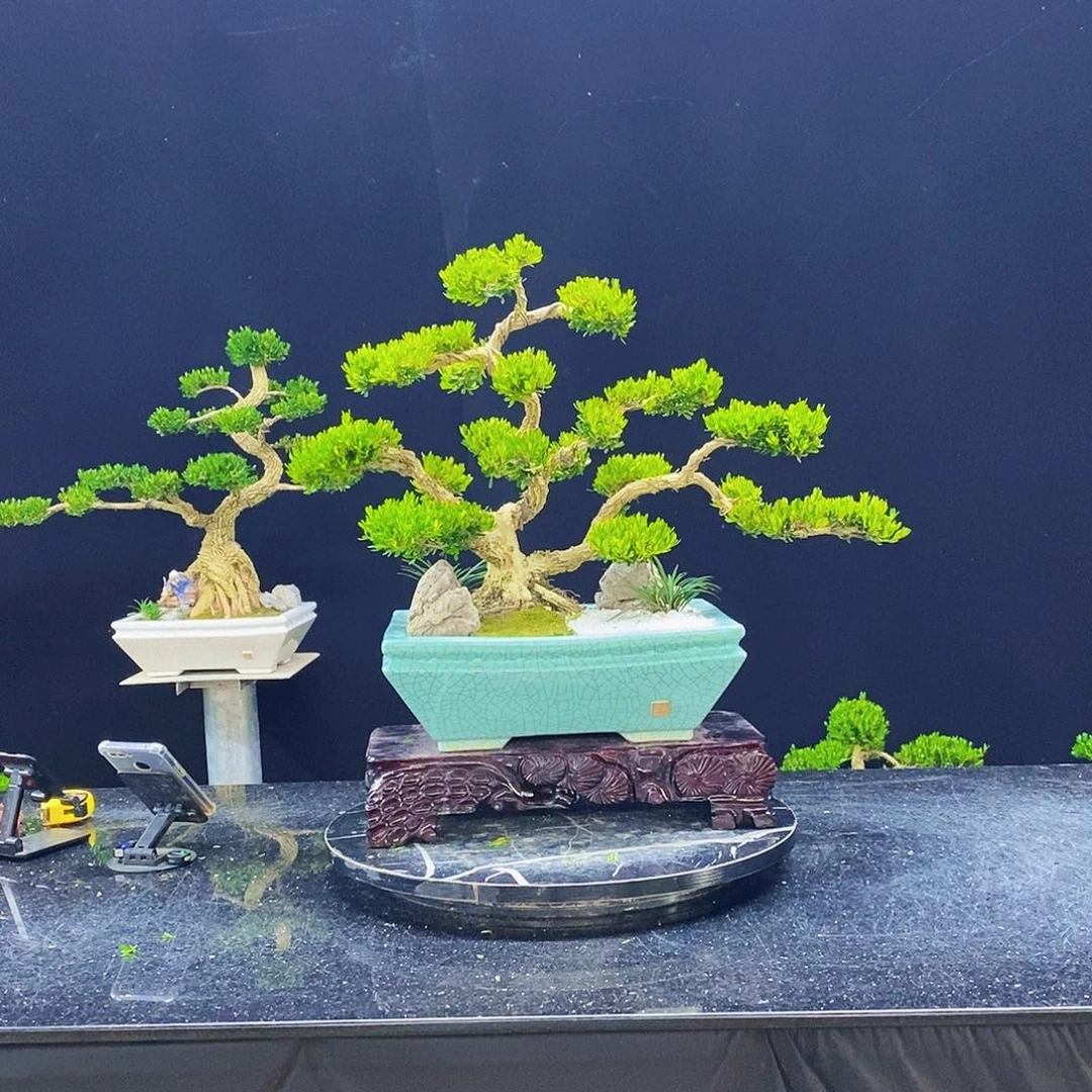 无花朵黄杨盆景造型