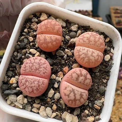 2634源氏玉带锦特价组合脱土