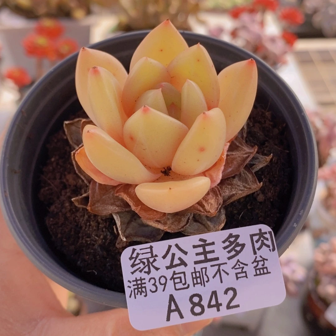 乌木单头842多肉植物
