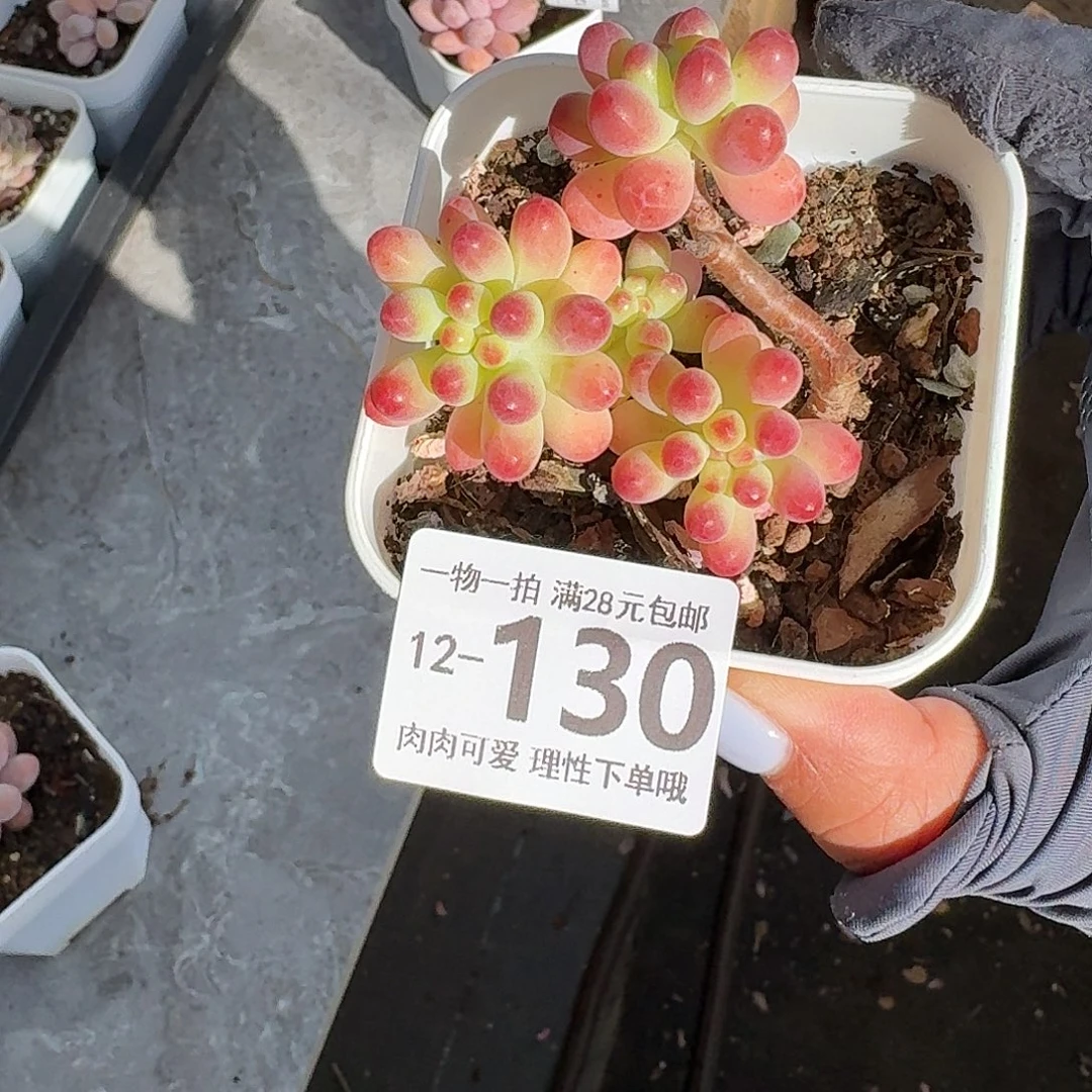 果冻乙女心无盆土发货