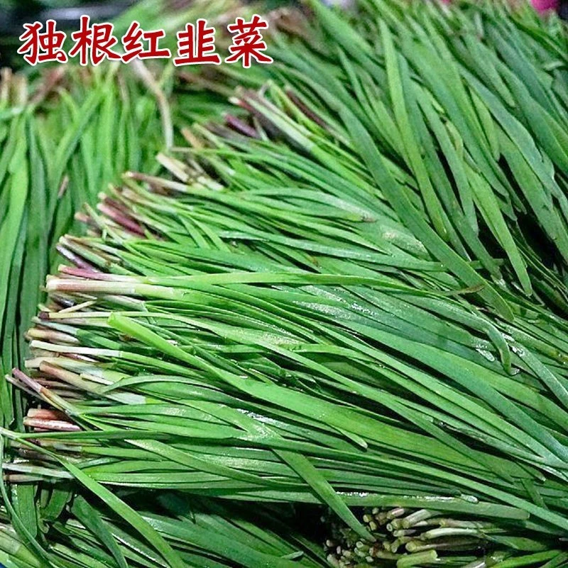 紫根韭菜种子小细叶土韭菜种籽红根农家本地小韮菜根种仔独根红苗