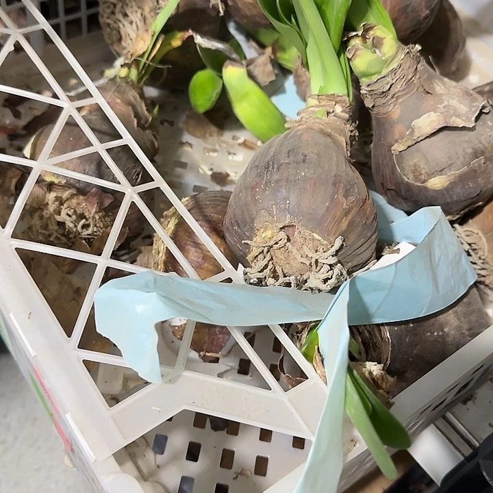 红孔雀8公分刀伤球福利