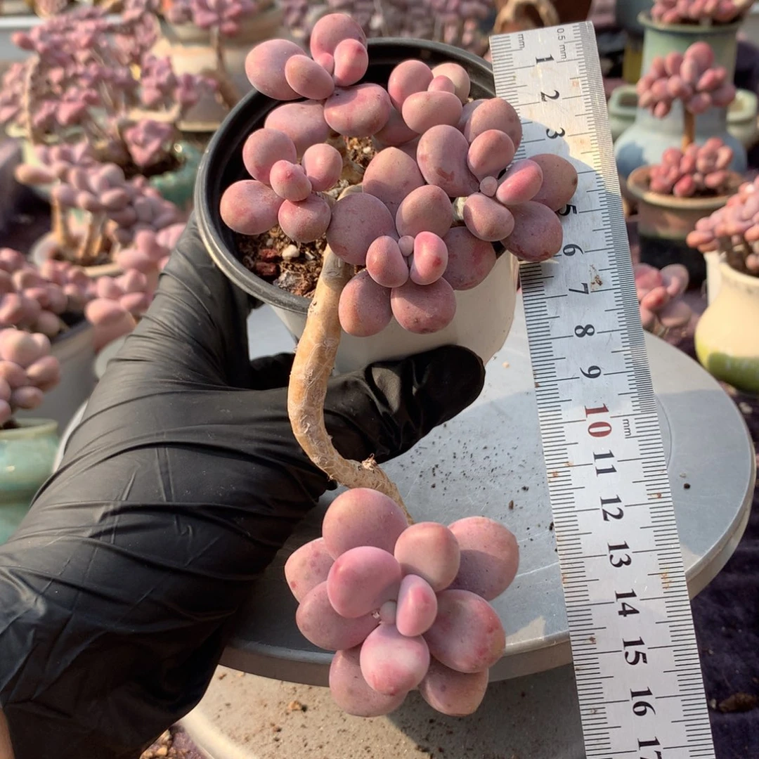 32号不带盆偏远地区不包邮的