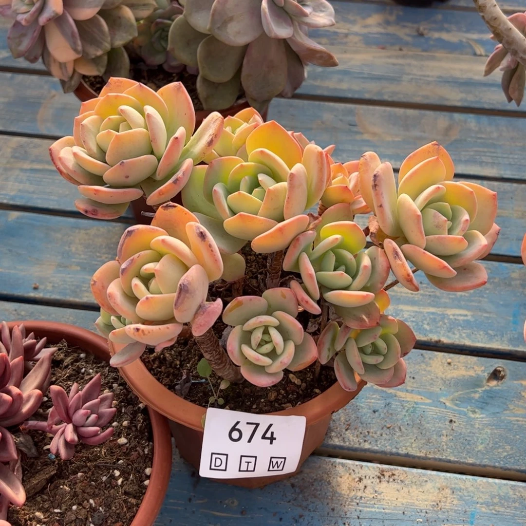 674多肉植物盆栽花卉