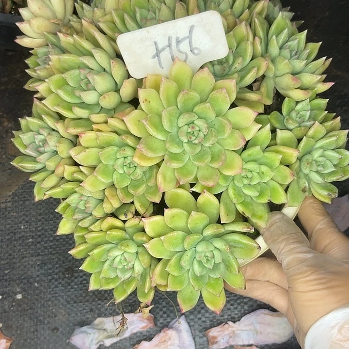 墨***岩两单包邮，一物一拍，156