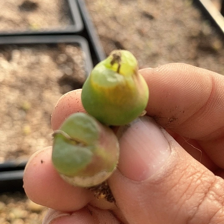 18621雪茄一组两颗