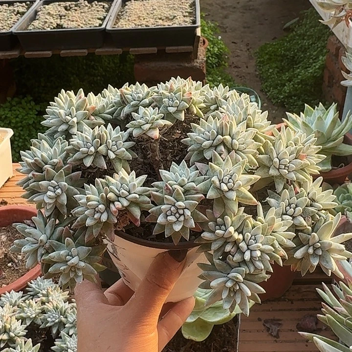 60头白菊一物一拍092