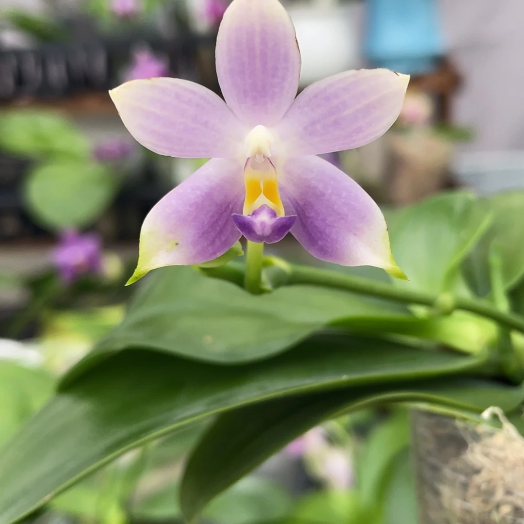完全开放07叶瑕花期不保