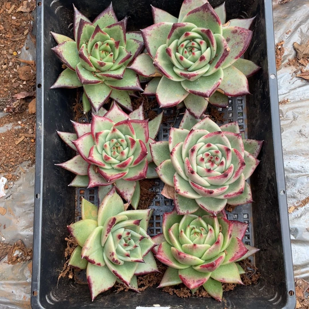 无花朵若如东云组拍E228