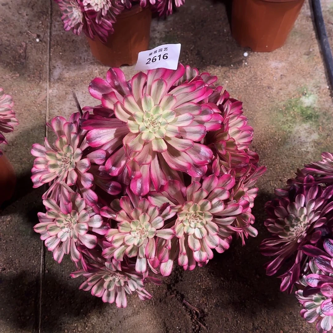 怠*多肉植物十里红妆2616