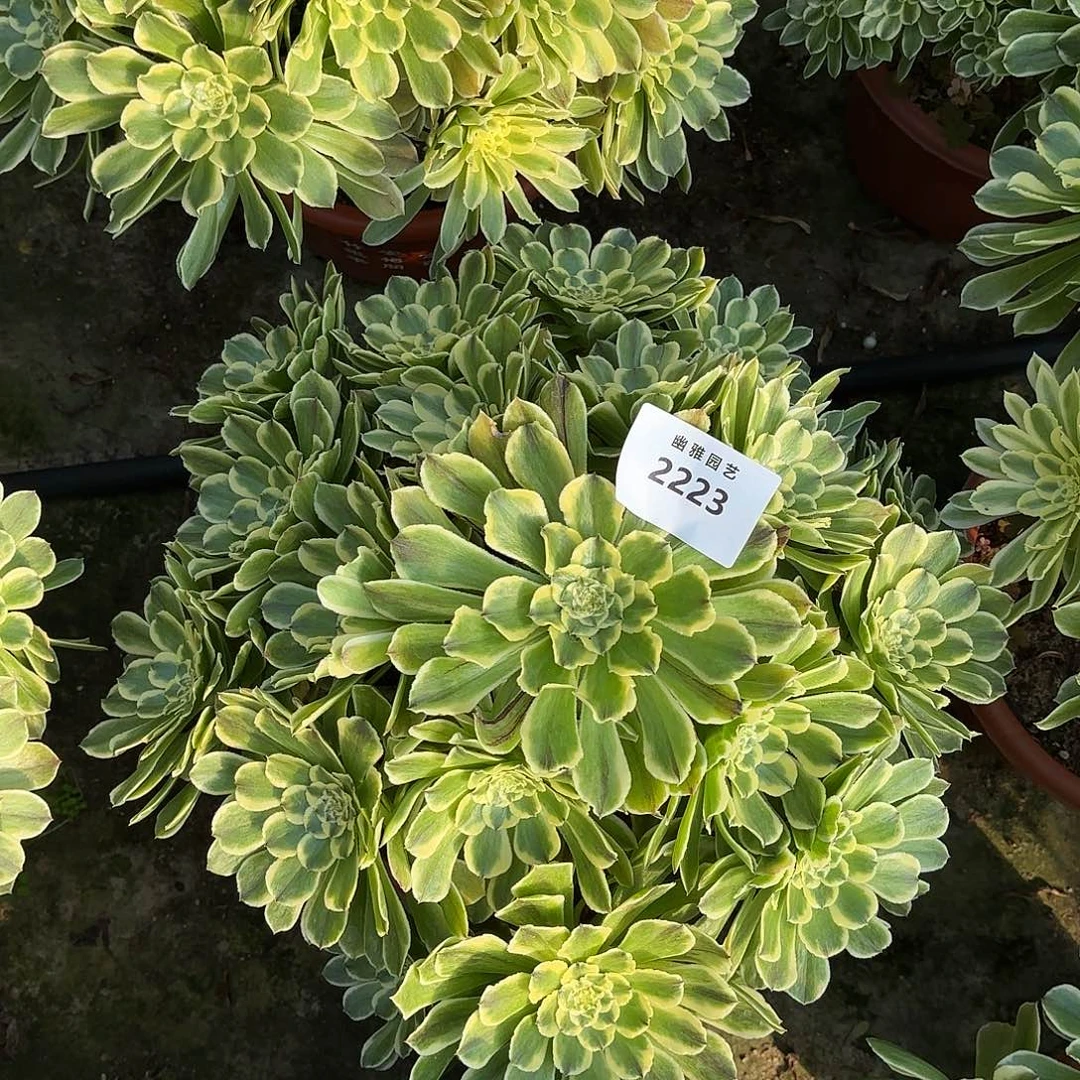 多肉法师萤火虫2223