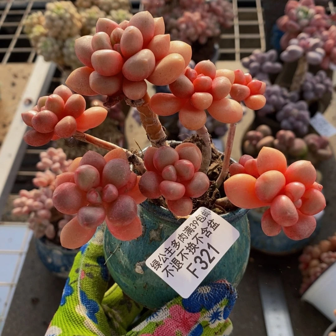 先锋派321/9cm多肉