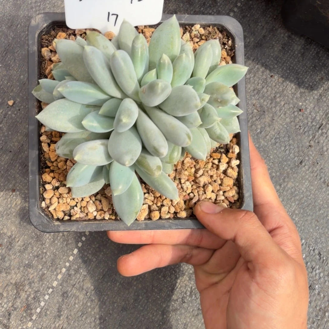 一物一拍超多头黄胖体哥特17