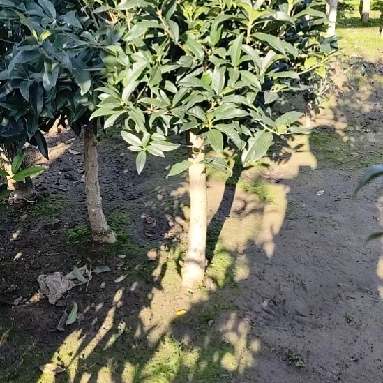 无花朵红花丹桂110