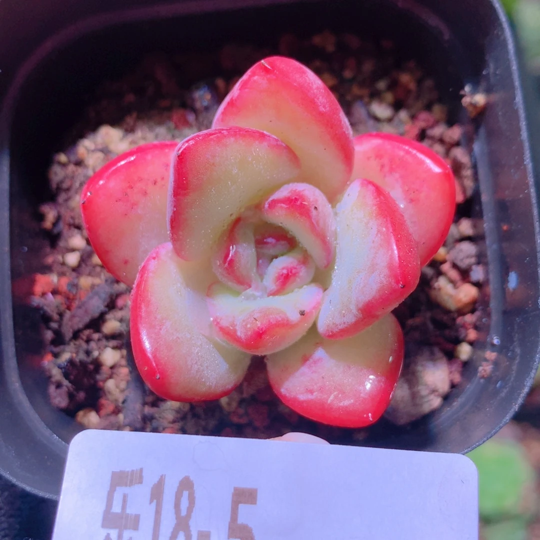 乐然18-5 草莓泡芙