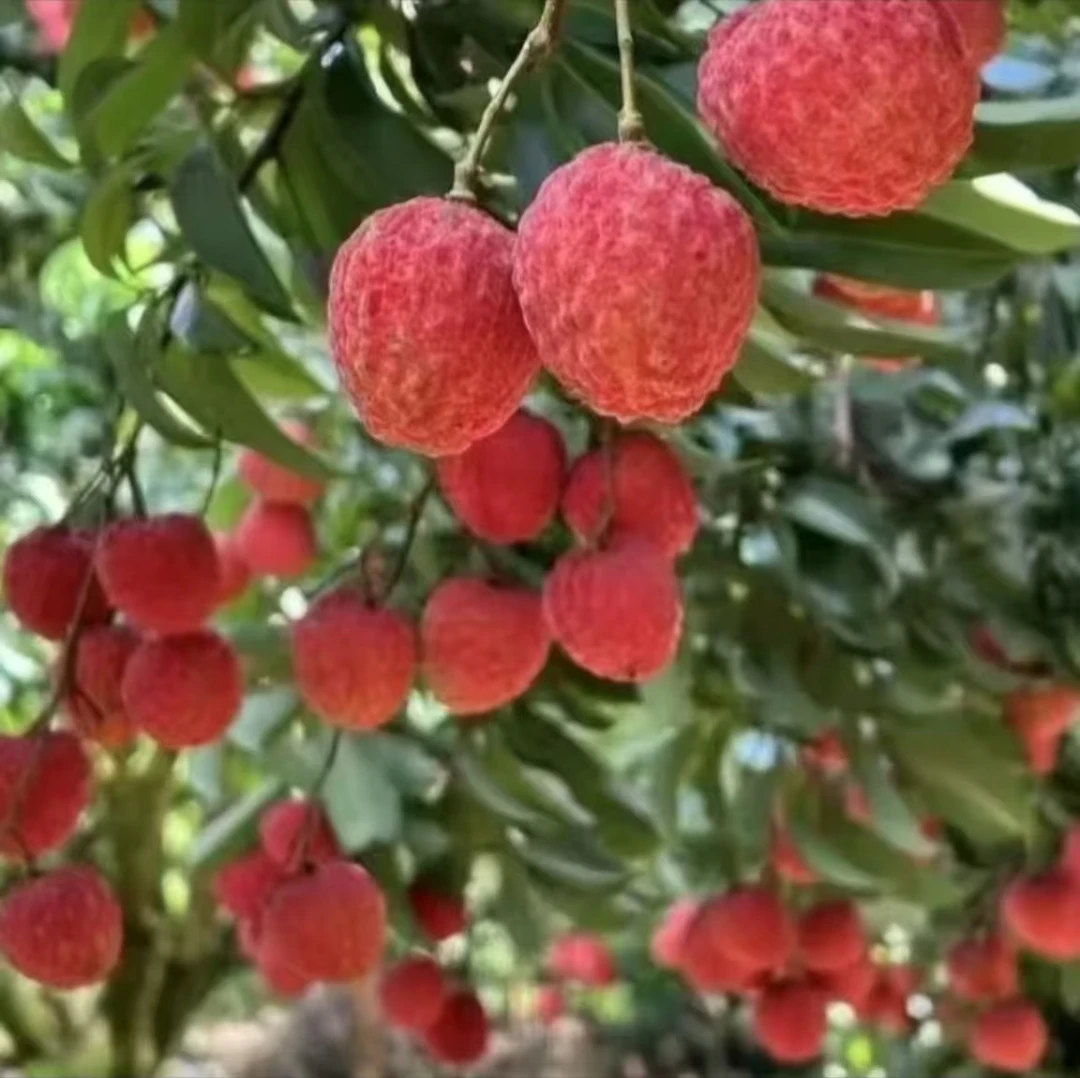 (中通水果转线)正宗广西仙进奉荔枝5/10斤纯甜